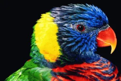 Arara