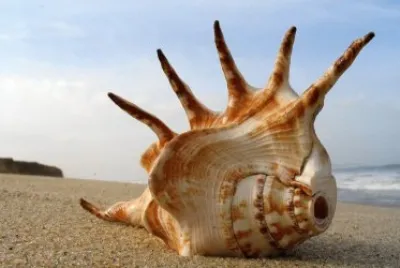 Sea Shell