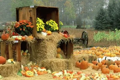 Pumpkins