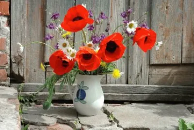 Poppies
