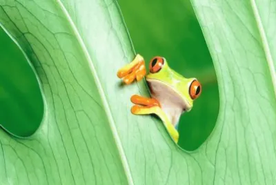 animal raro