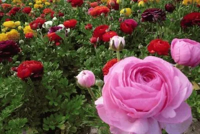 flores