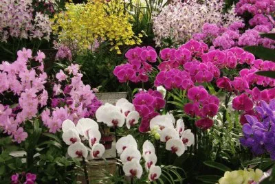 orquideas