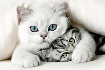 cat
