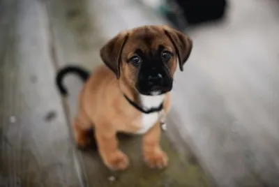 puppy