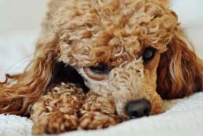 Poodle jigsaw puzzle