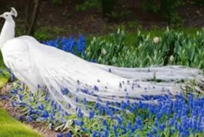 פאזל של PavÃ£o Branco