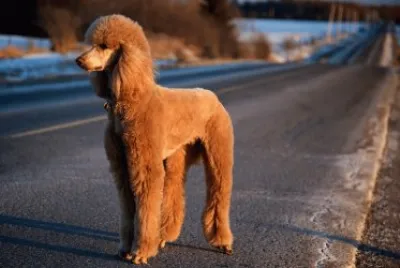 Poodle jigsaw puzzle