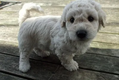 Poodle