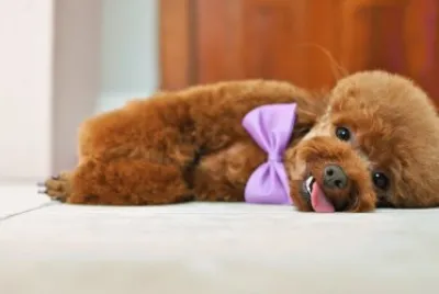 Poodle