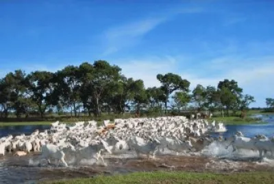 פאזל של Gado Pantaneiro - Pantanal - MS