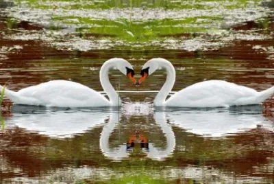 cisnes jigsaw puzzle