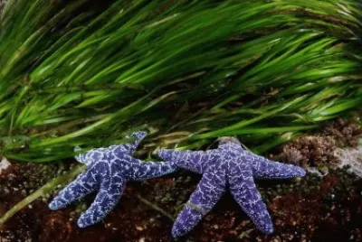 פאזל של Estrela do Mar