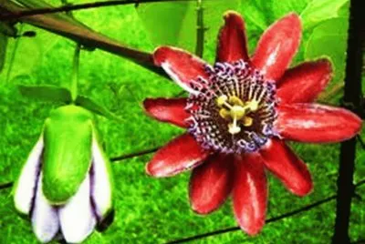 פאזל של Flor de MaracujÃ¡ 1