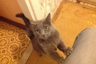 פאזל של Um belo gato