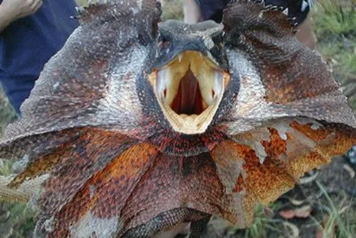 Lagarto volador - Australia