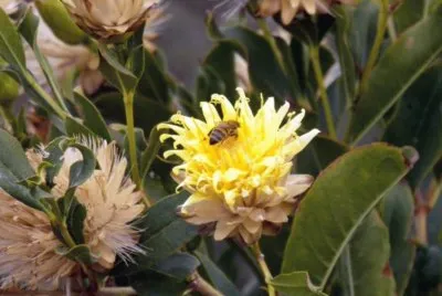 פאזל של Abeja en Flor - Salta