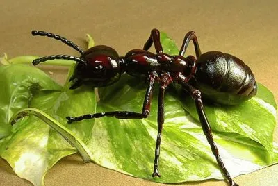 פאזל של Hormiga (Formicidae)