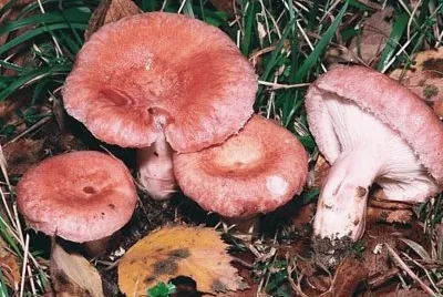 פאזל של Lactarius torminosus