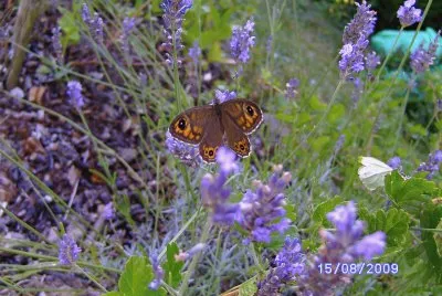 papillon des Vosges
