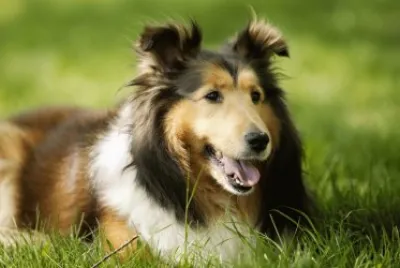 collie