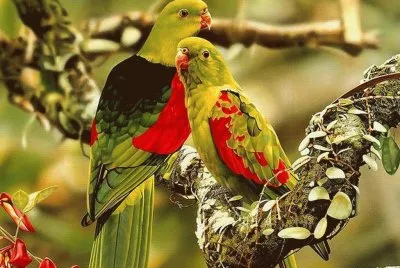 פאזל של Birds