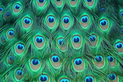 plumas de pavo