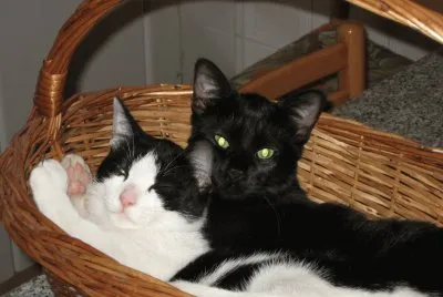 CATS: NERONE SCHIZZO