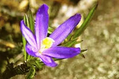 פאזל של Flor do Deserto