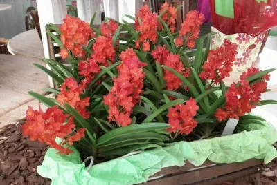 פאזל של Orquideas