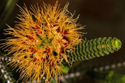 Yellow Bottlebrush