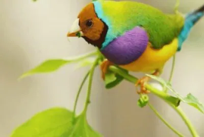 Diamond Gold Bird Australia