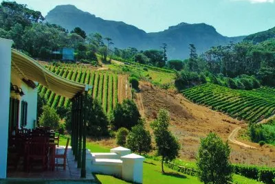 Klein Constantia Vineyard Cape Town