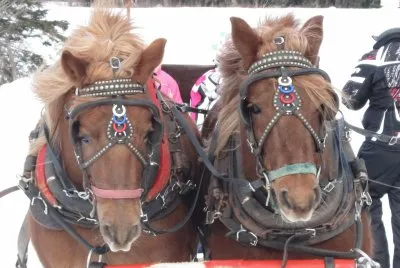 All harnessed ready to go