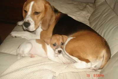 2 dogs