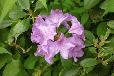 MARSU