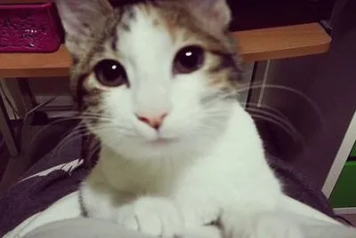 פאזל של cat