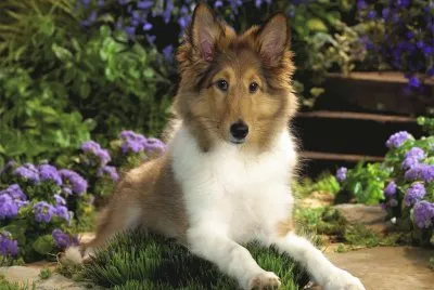 collie