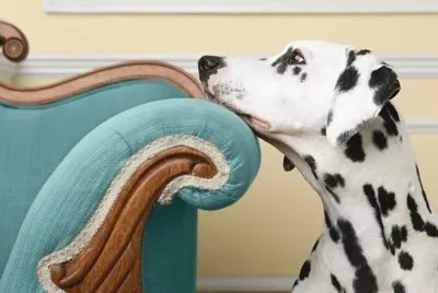 dalmata