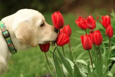 retriever