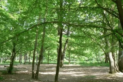 MARSU