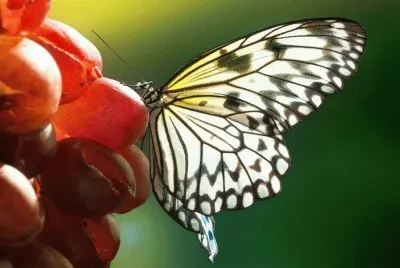 mariposa sobre uvas