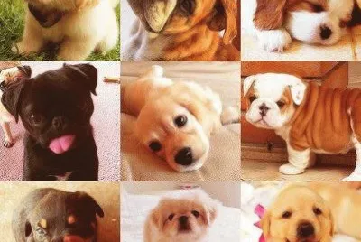 dogs