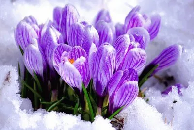 Flores em meio ao gelo