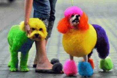 poodle jigsaw puzzle