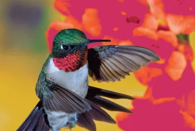 Hummingbird jigsaw puzzle