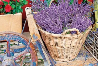 Lavender jigsaw puzzle