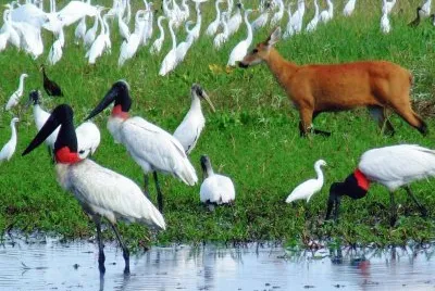 פאזל של Animais do Pantanal - Brasil