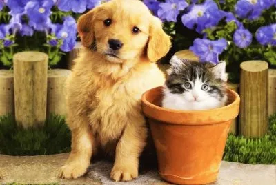 el pero y el gato