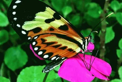 mariposa 3